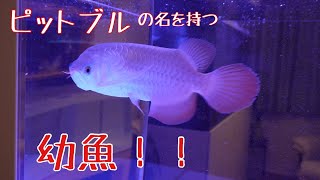 アジアアロワナ アルティマ 飼育２ヶ月