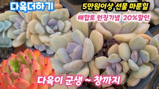 다육더하기(4) 예쁜 노마(6천) 다육이  명품창