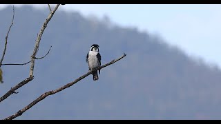 Pied Falconet near Wuyuan, China (January 2022)