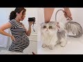 Washing My Dumb Cat