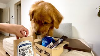 Doggy Box6月号が届きました。ゴールデンレトリバー