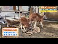 お家で楽しむ須坂市動物園｜駅前テレビ（私の在宅エンジョイ術）