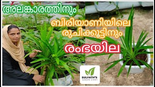 രംഭ ഇല | ബിരിയാണി കൈത | ബിരിയാണി ഇല വീട്ടിൽ വളർത്താം | Pandan leaves | Rambayila | Biriyani Kaitha