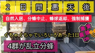 日本蜜蜂怒涛の1日。悪天候後は自然入居、4群同時分蜂、蜂球返却、強制捕獲、集合板。全てのパターンを経験した日でした