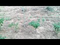 ସଜନା ଗଛ ଲଗାଇବା କେବେ ।when best time drumstick planting . drumstick farming