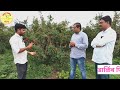 डाळींब फळपीक नियोजन लागवडीपासुन ते फळे निघेपर्यंत संपूर्ण माहिती.. pomegranate cultivation