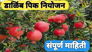 डाळींब फळपीक नियोजन लागवडीपासुन ते फळे निघेपर्यंत संपूर्ण माहिती.. pomegranate cultivation