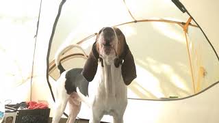 Treeing Walker Coonhound Jax Howling