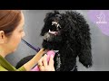 The most banned dog in the grooming salon
