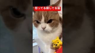 怒り顔得意な猫