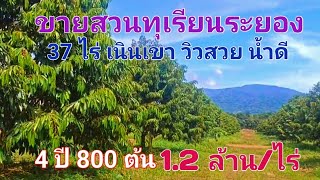 EP600.ขายสวนทุเรียนระยอง 37 ไร่ 4 ปี 800 ต้นเนินเขา วิวสวย น้ำดี  สนใจติดต่อ 0981473498,0887902134