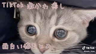 【TikTok】TikTok激かわ猫まとめ集#1