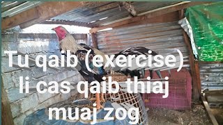 tu qaib (exercise) qaib li cas qaib thiaj muaj zog tshaj plaws tsoom phooj ywg