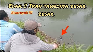 GARA-GARA BANGKAI AYAM INI IKAN TAWESNYA DATANG MENYERBU SAMPAI BIKIN MELONGO IKANYA BESAR BESAR‼️