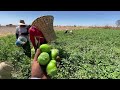 que bonito es lo bonito corte de tomate verde 🌱