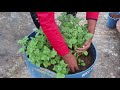 টবে গোল আলু চাষ পদ্ধতি ॥ easy way to grow potatoes in pots