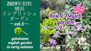 【2024年初秋 横浜イングリッシュガーデン vol.6 〜ローズ\u0026シュラブ ガーデン〜】yokohama english garden in early autumn