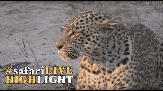 A young female leopard gets a taste of adulthood!