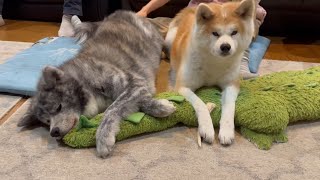 正面カメラから解明する秋田犬ぱたこの不可解な行動【Akita-inu】@akita-inu-pata