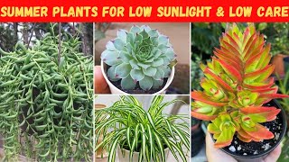 कम देखभाल और कम पानी में चलने वाले गर्मियों के पौधों के नाम | permanent summer plants