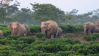 FANTASTIC WILD TUSKER WITH HIS HERD