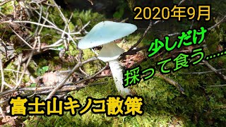 富士山キノコ散策