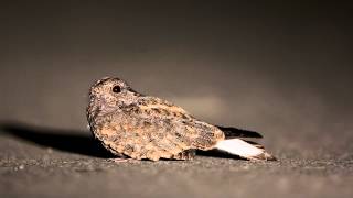 台灣夜鷹 Savanna Nightjar