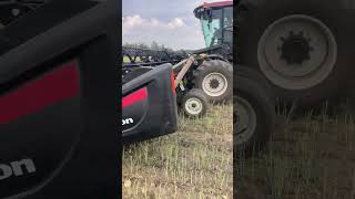 Swathing canola. Northern Alberta 🇨🇦