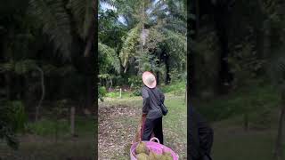 Harvesting durian - Green Farm #164 #Harvestingdurian #fruit #satisfying #harvest #durian