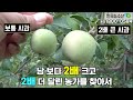 [한국농수산TV] 남들보다 2배 더 크고 2배 더 다는 과수농부를 찾아서... 경북 안동 (케이아그로 010-3522-3377)