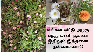 பத்து மணி பூக்கள் / Vietnam Roses/ Table Rose - தமிழ்