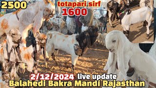 balahedi Bakra Mandi live update 2/12/2024 Rajasthan Ki Sabse badi Bakra Mandi