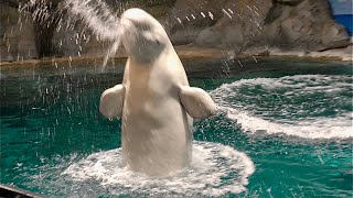 ベルーガ　みんなでジャンプです【名古屋港水族館】Beluga Port of Nagoya Public Aquarium