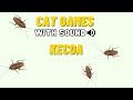 CAT GAMES - KECOA MAINAN KUCING (CATCHING COCKROACH), FULL 30 MENIT