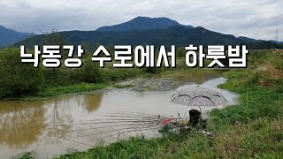 요즘 HOT한 낙동강! 낚시를 해보자 / Nakdong River Fishing