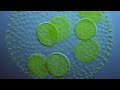 algae the future of biodiesel