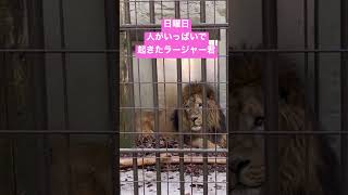 2023.5.21 起こされちゃた💦#野毛山動物園#インドライオン#ラージャー