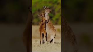 A lot of the kangaroos now have joey'sand so cute as they try to hop or clean themselves