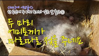 세상에이런일이...한 공간에 두마리 토끼가 출산(2) 두마리 어미토끼가 따로따로 젖을 주네요