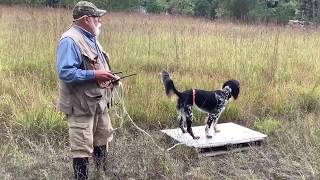 Ed Martin: Training Setter on live Pigeons | Whoa