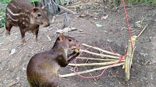 Armadilha de laço para pegar animais - Sobrevivência na Selva