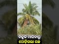 ବିଜୁଳି ମାରିବାରୁ ଚାହୁଁ ଚାହୁଁ ପୋଡ଼ି ଗଲା ଗଛ odia news