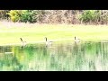 Весна в Феврале.🪿Гуси на Пруду и Верный Пёс Бруно🐾 🌿unexpected geese at the pond u0026 loyal dog bruno👀