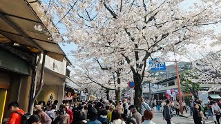 【4K】2023年3月27日（月）嵐山の人出状況と桜開花状況。混雑状況/京都観光/京都散歩/渡月橋/天龍寺/竹林