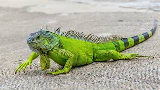 8 Facts About Iguana You Might Not Know! | Iguana Reptiles