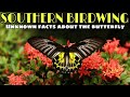 Southern birdwing butterfly. Second largest butterfly in India.facts about big swallow tail buterfly