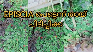 EPISCIA പെട്ടെന്ന് തായ് പിടിപ്പിക്ക നിറയെ ഫ്ലവറും ഉണ്ടാകും ഈ ടിപ്സ് ചെയ്താൽ