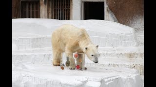 天王寺動物園でホッキョクグマに氷のプレゼント