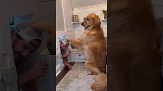 I broke into my dogs house! #dog #goldenretriever