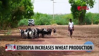 Ethiopia Increasing Wheat Production